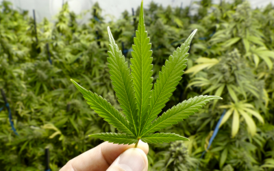 Doenças psiquiátricas causadas pela maconha